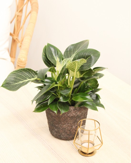 Philodendron White Veins M12