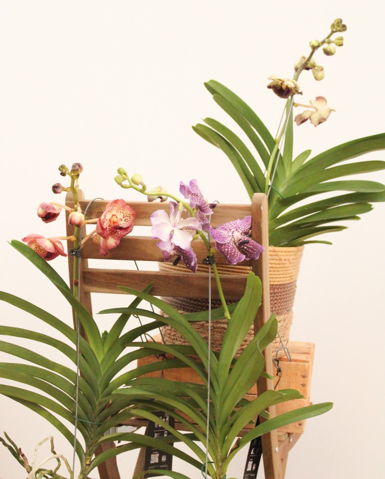 Comprar orquidea vanda online en españa | La Majosa