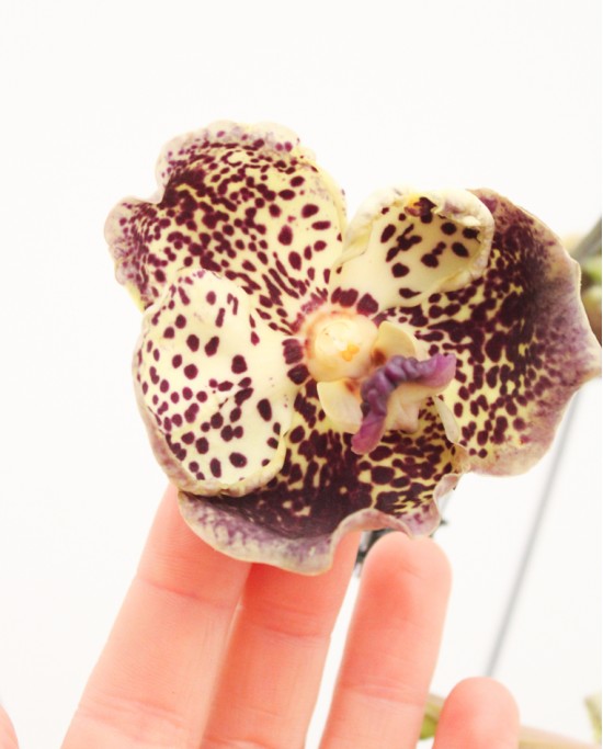 Comprar orquidea vanda online en españa | La Majosa