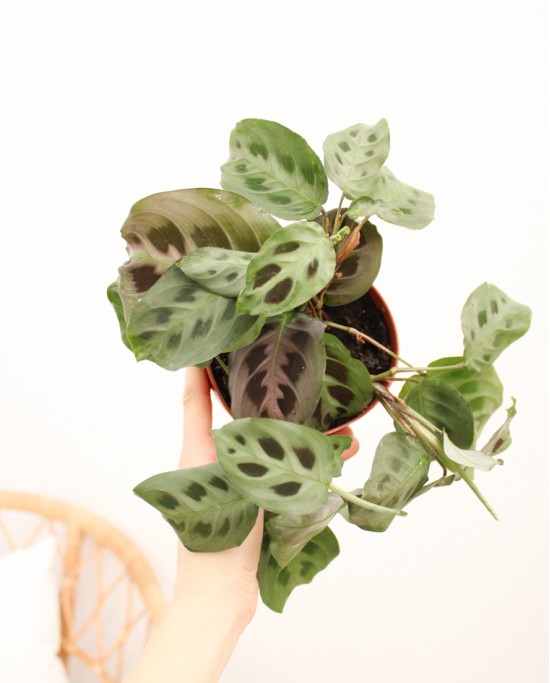 Maranta Kerchoveana