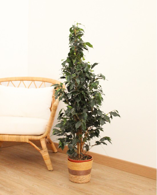 Ficus Danielle 1,20m