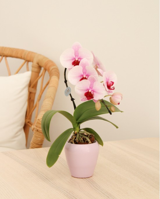 Orquidea Ceramica Rosa