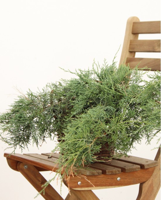 Juniperus Virginia Grey