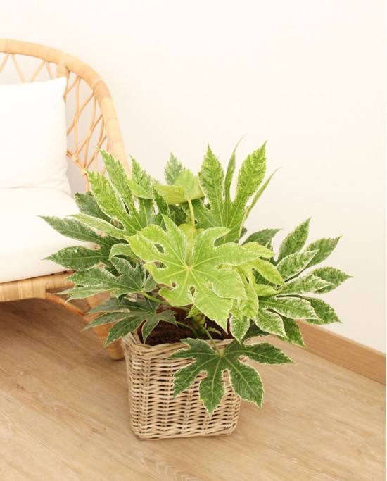 Aralia Spider M27
