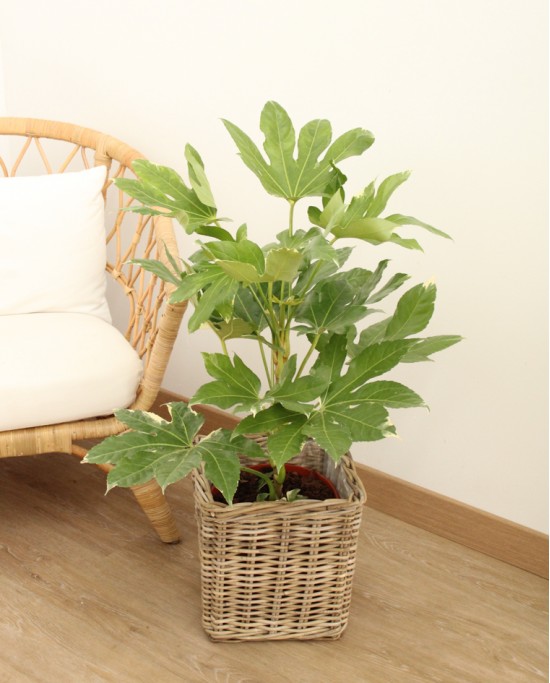Aralia Variegada