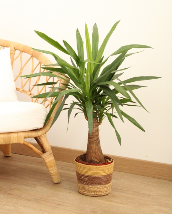 Yucca Elephantipes