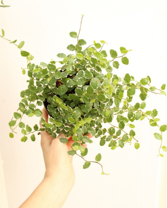 Ficus Sunny