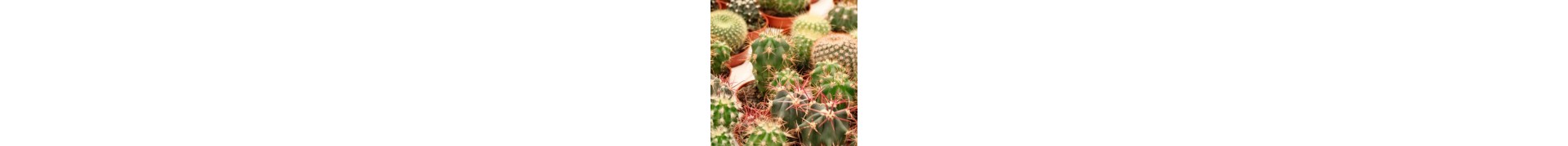 Comprar cactus y suculentas online | La Majosa