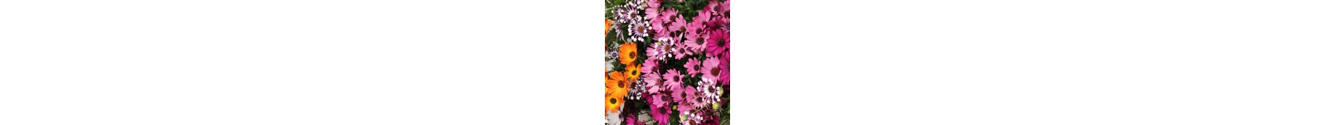 Plantas de temporada para otoño resistentes al frío | La Majosa