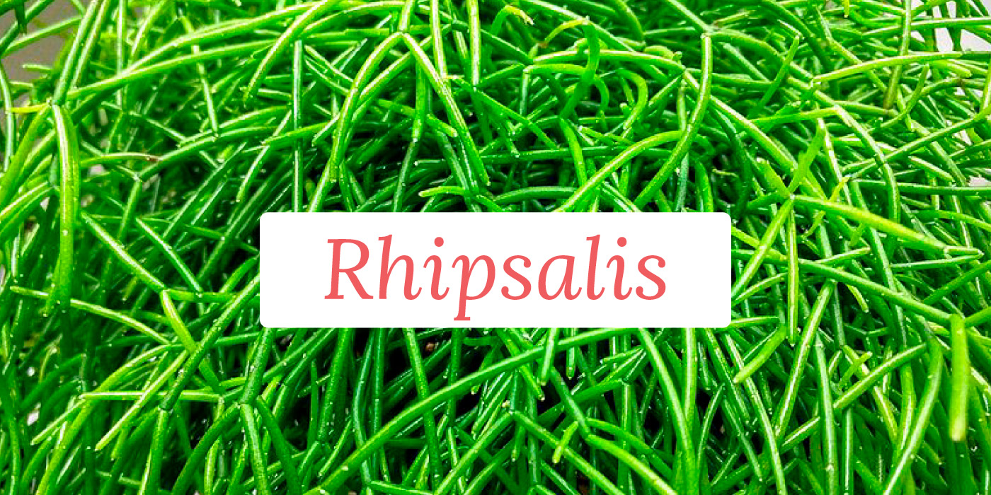 Rhipsalis Y Ephiphillum