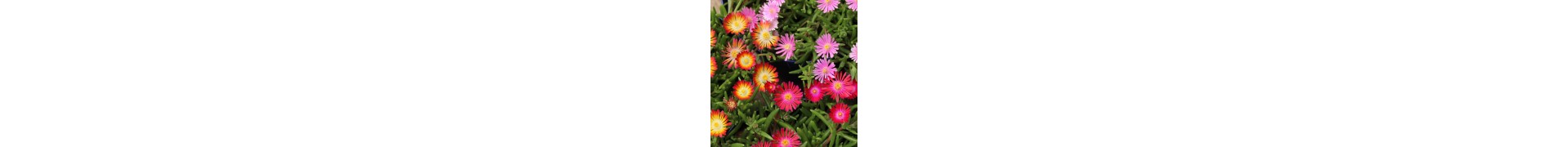 Plantas ao ar livre com flores resistentes para o jardim| La Majosa